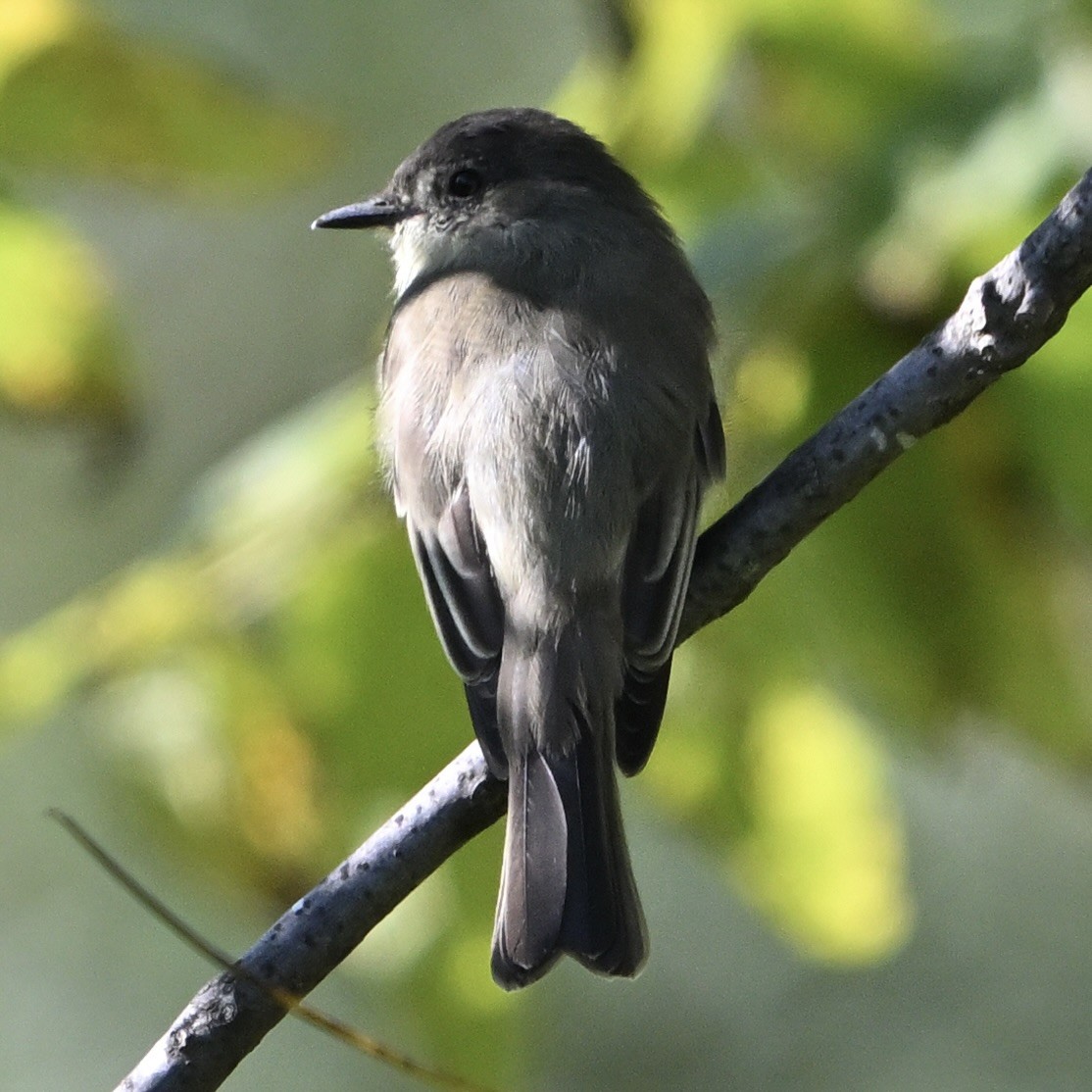 Eastern Phoebe - ML642691709