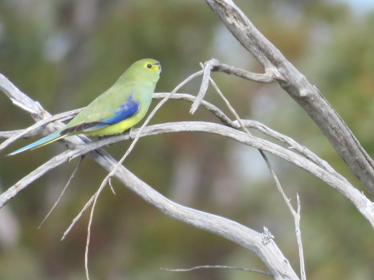 Blue-winged Parrot - ML642691723