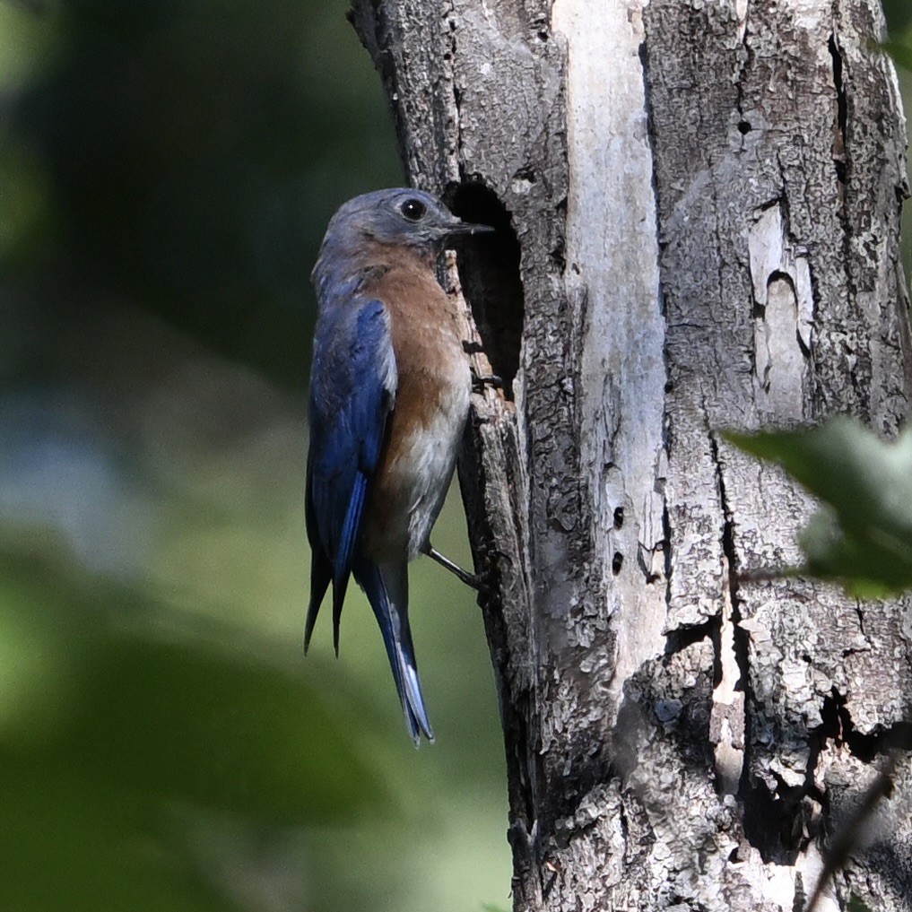 Eastern Bluebird - ML642691735