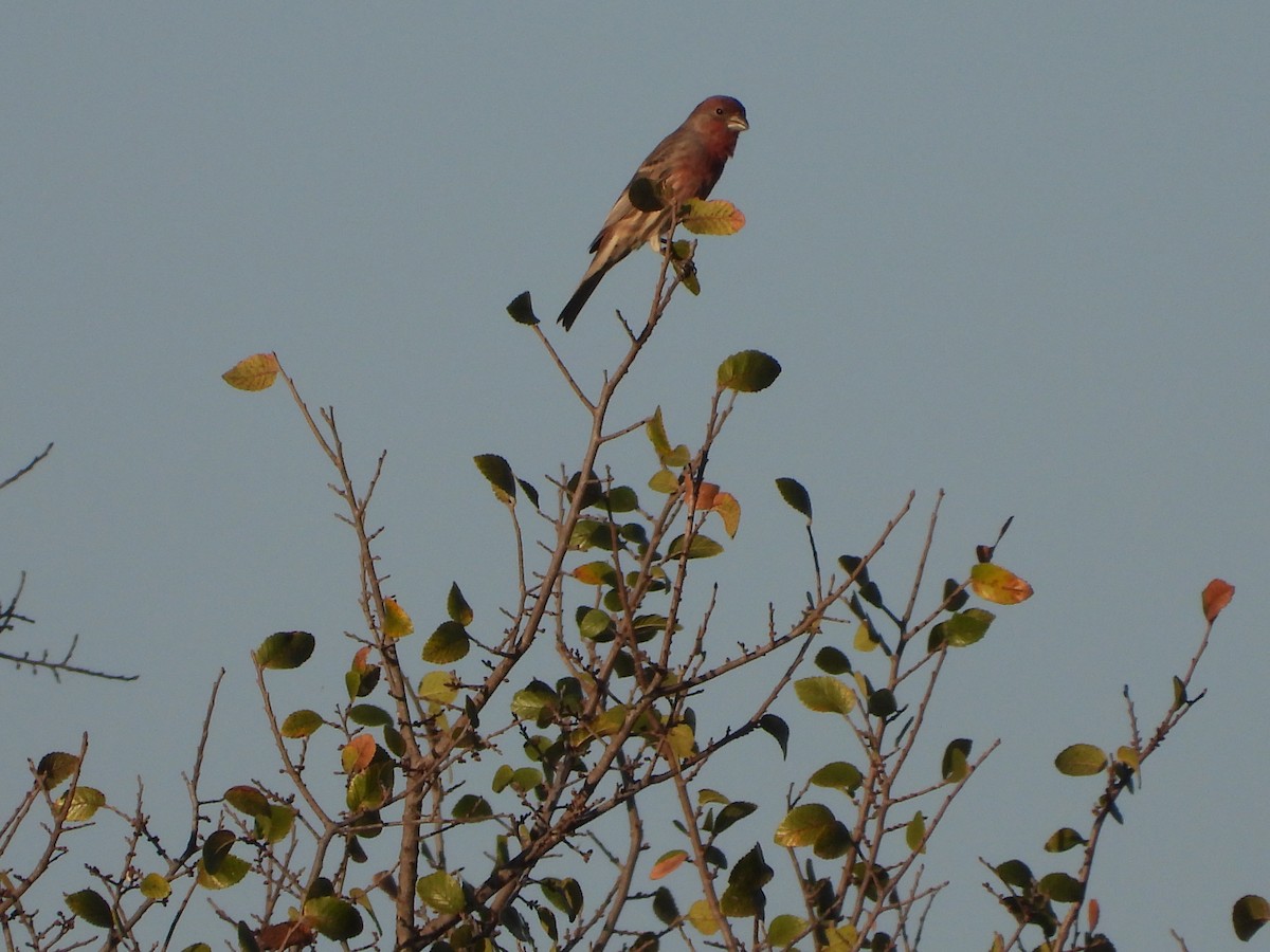 House Finch - ML642691759