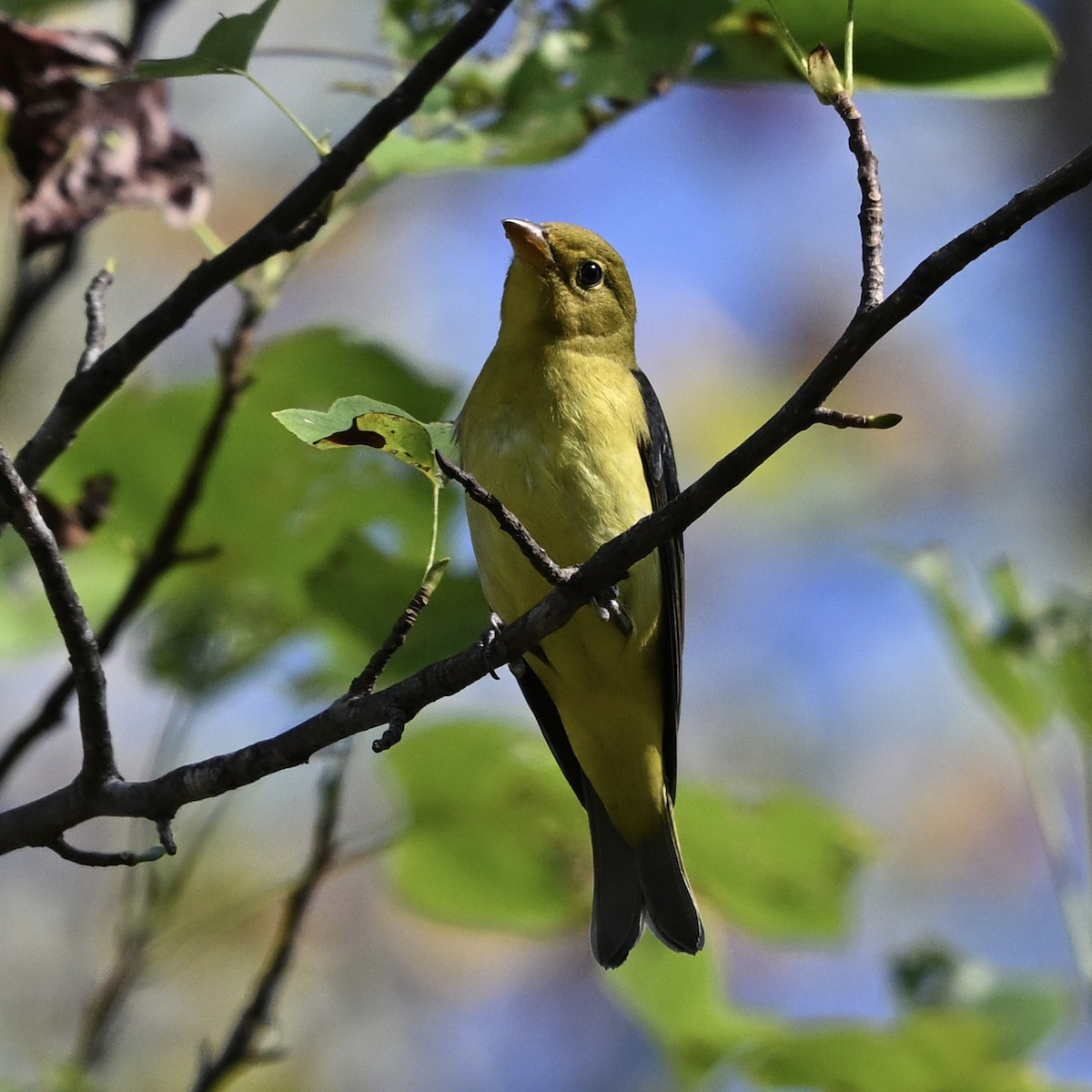 Scarlet Tanager - ML642691761