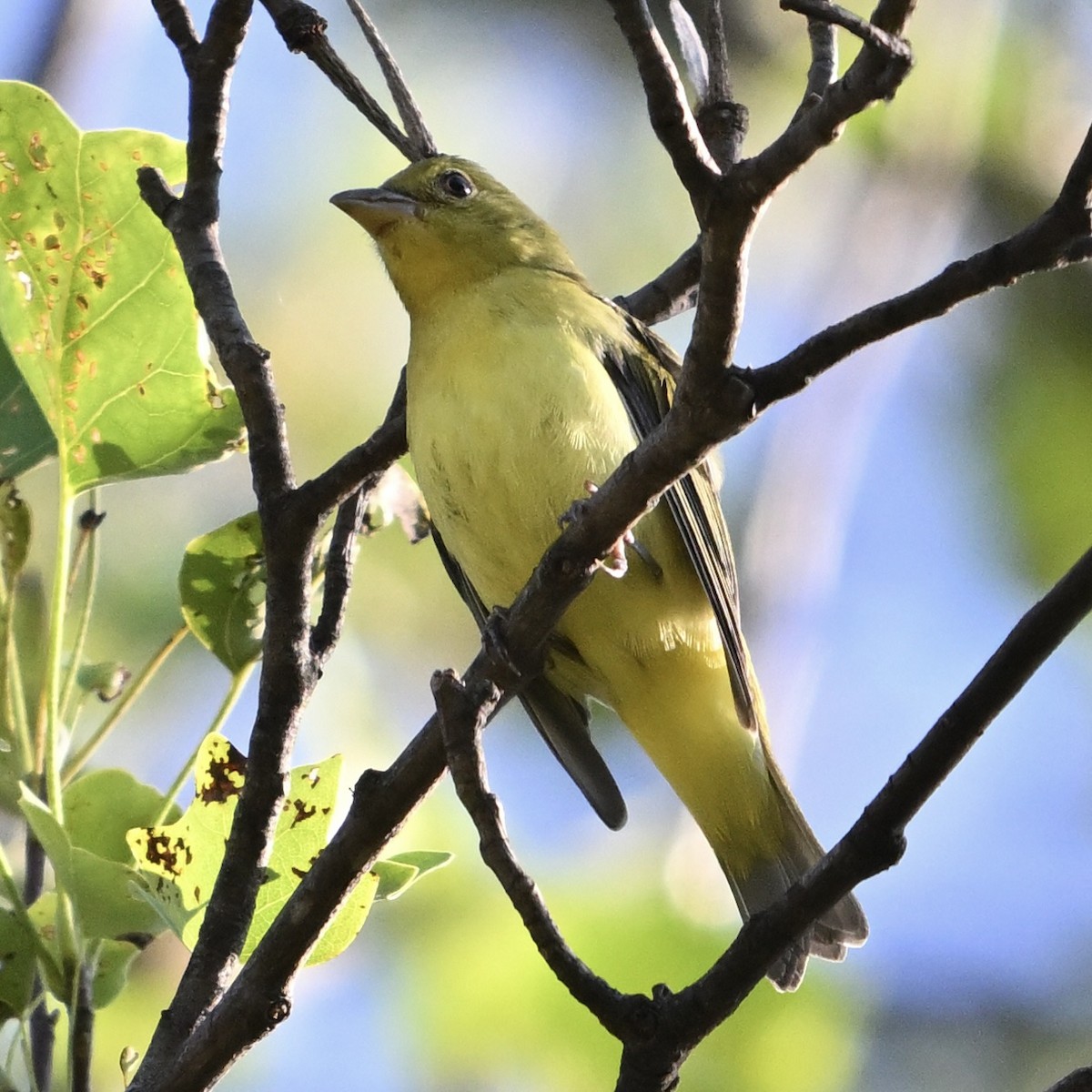 Scarlet Tanager - ML642691763