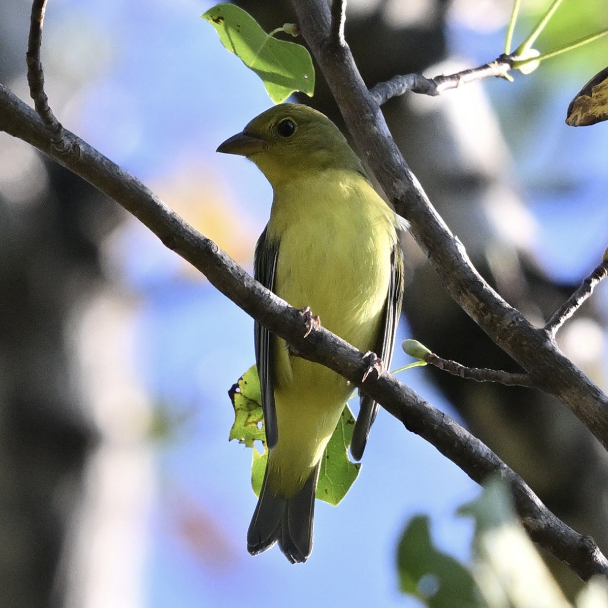 Scarlet Tanager - ML642691764