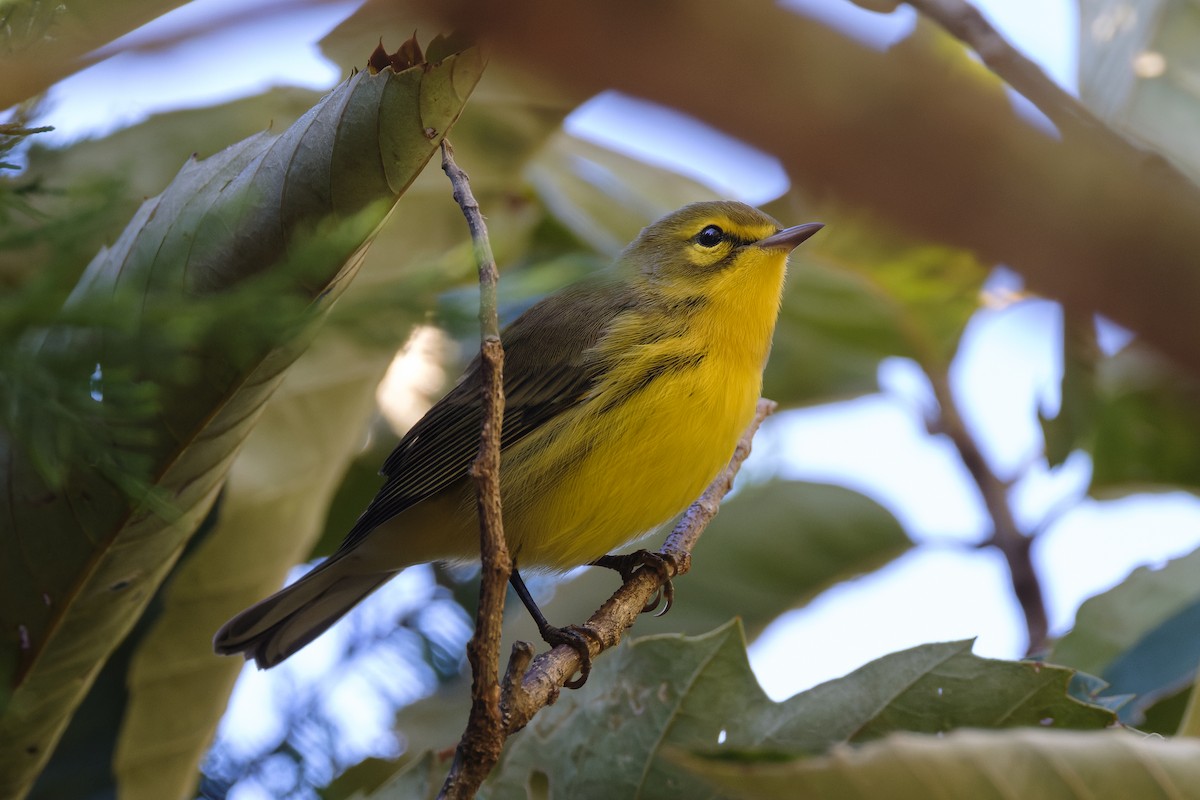 buskparula - ML642691766