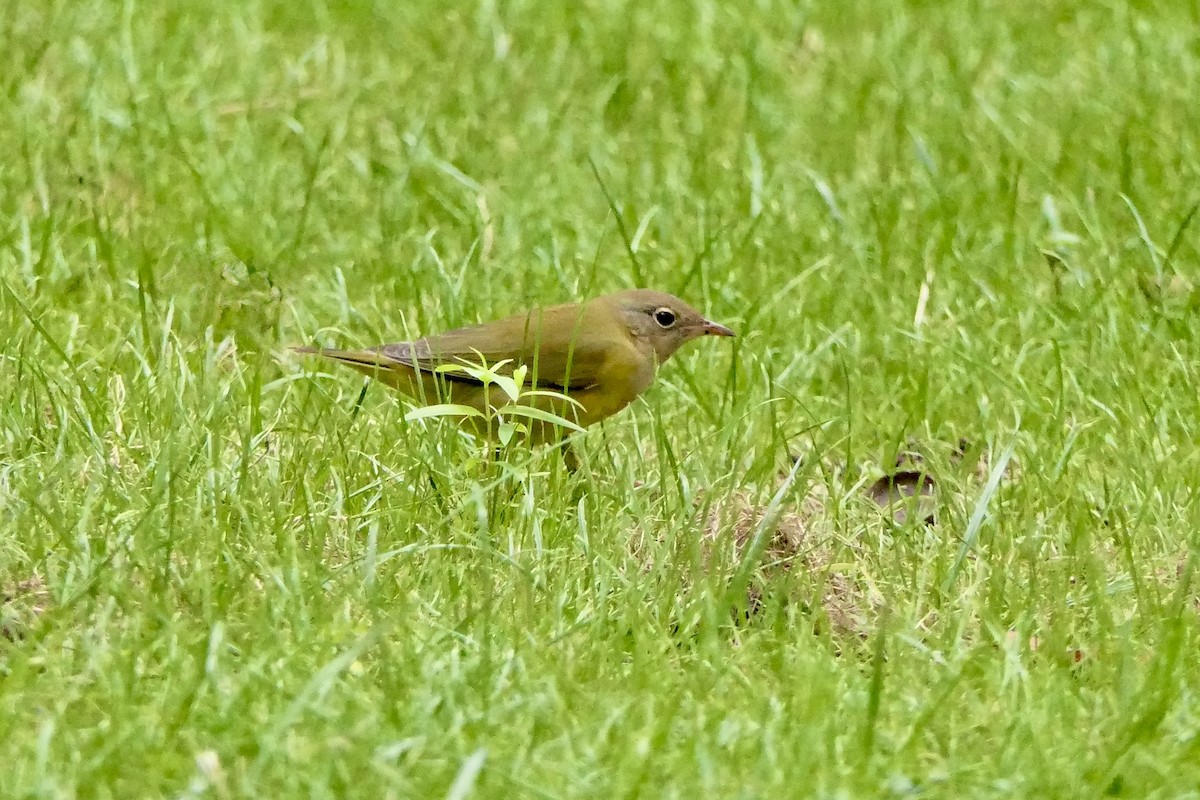 markparula - ML642691769