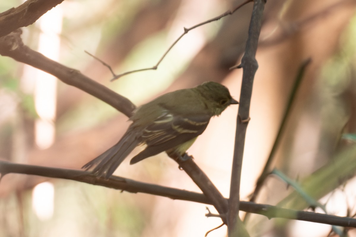 Empidonax sp. - ML642691770