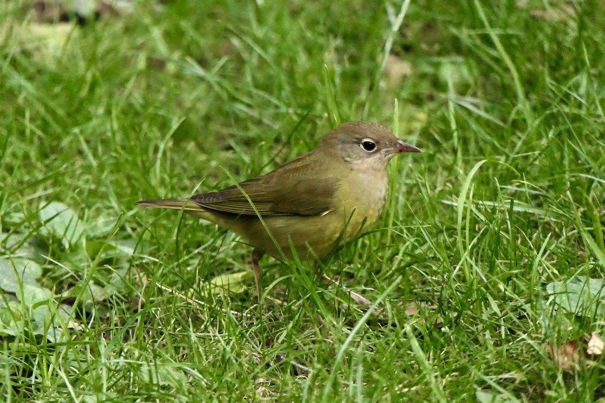 markparula - ML642691771