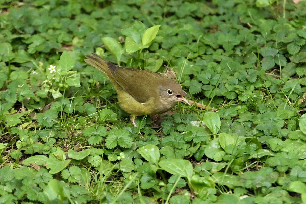 markparula - ML642691772