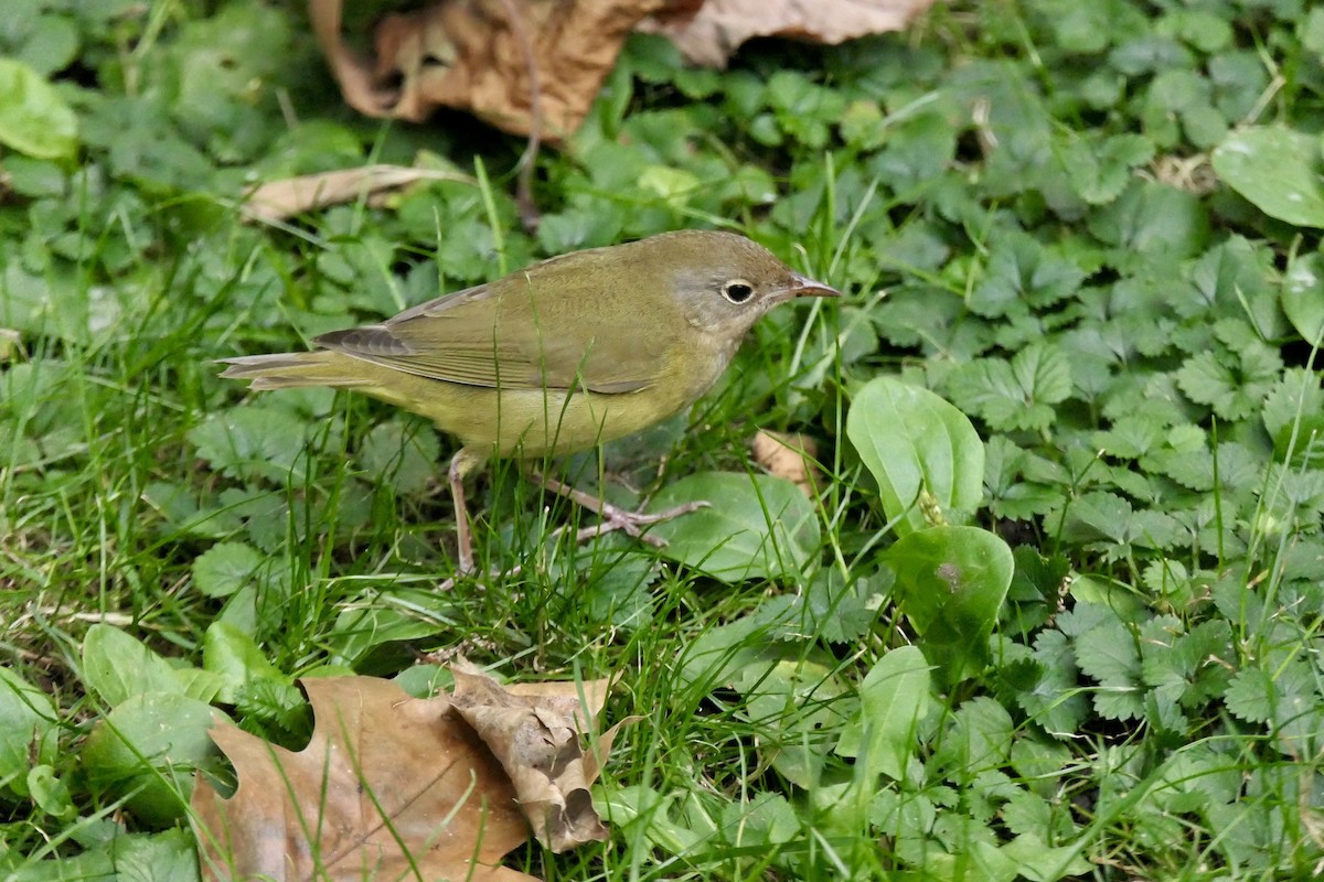 markparula - ML642691773