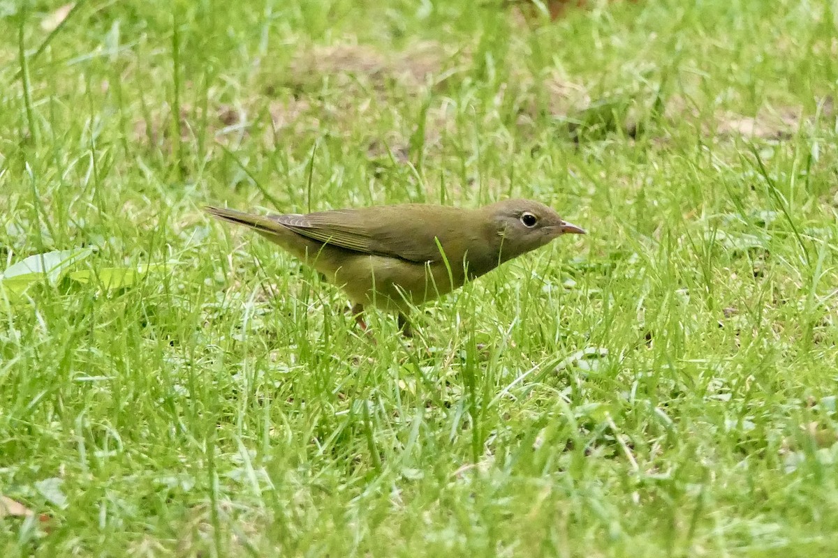 markparula - ML642691774