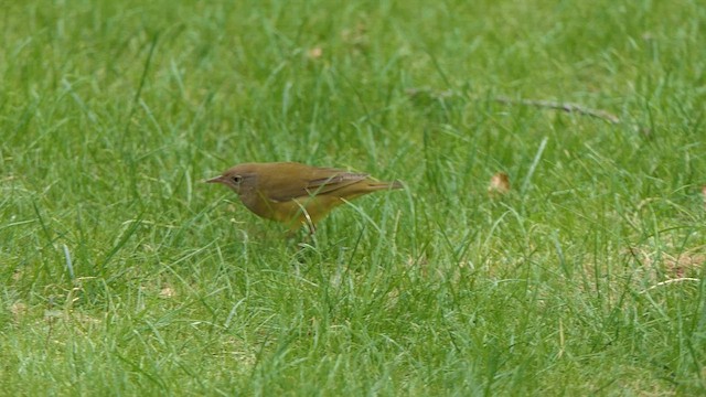markparula - ML642691775