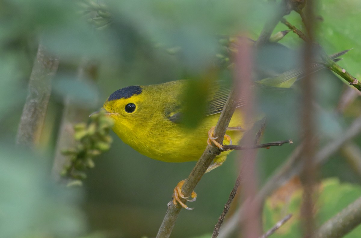 kalottparula - ML642691778