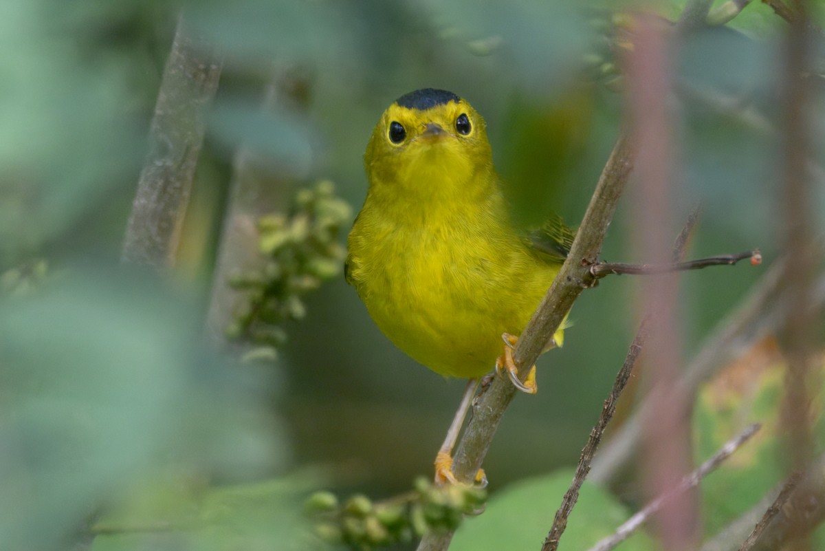 kalottparula - ML642691779