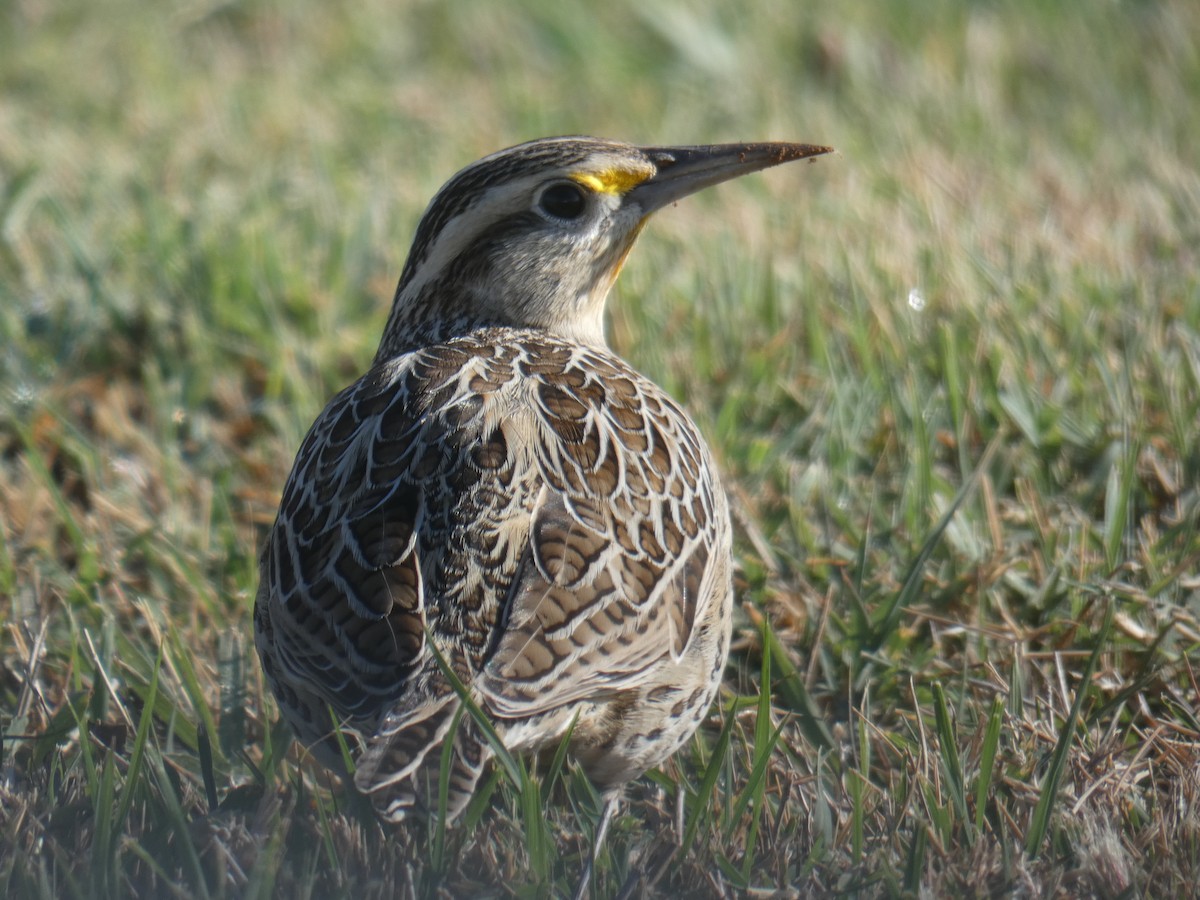Eastern Meadowlark - ML642691795