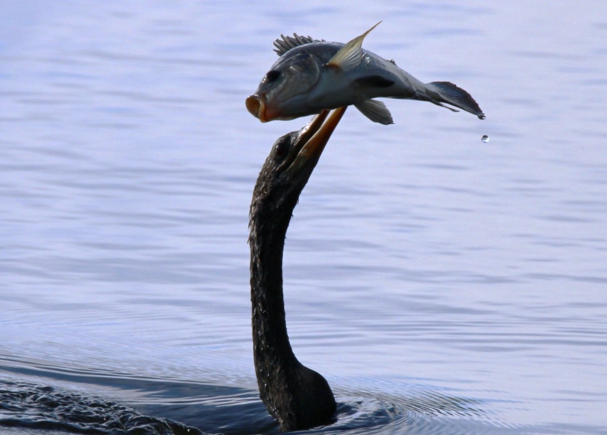 Anhinga - ML642691800