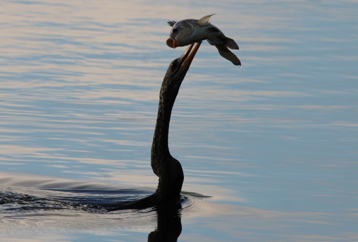 Anhinga - ML642691801