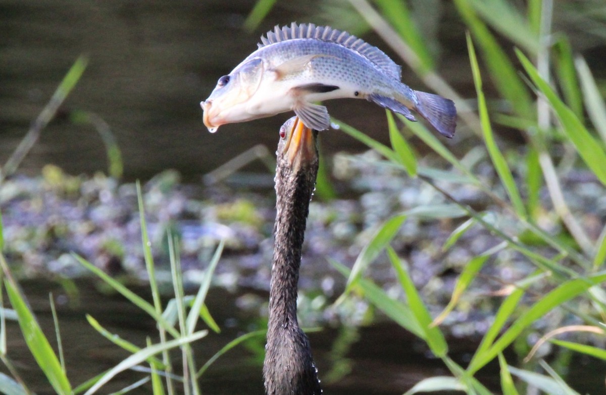 Anhinga - ML642691802