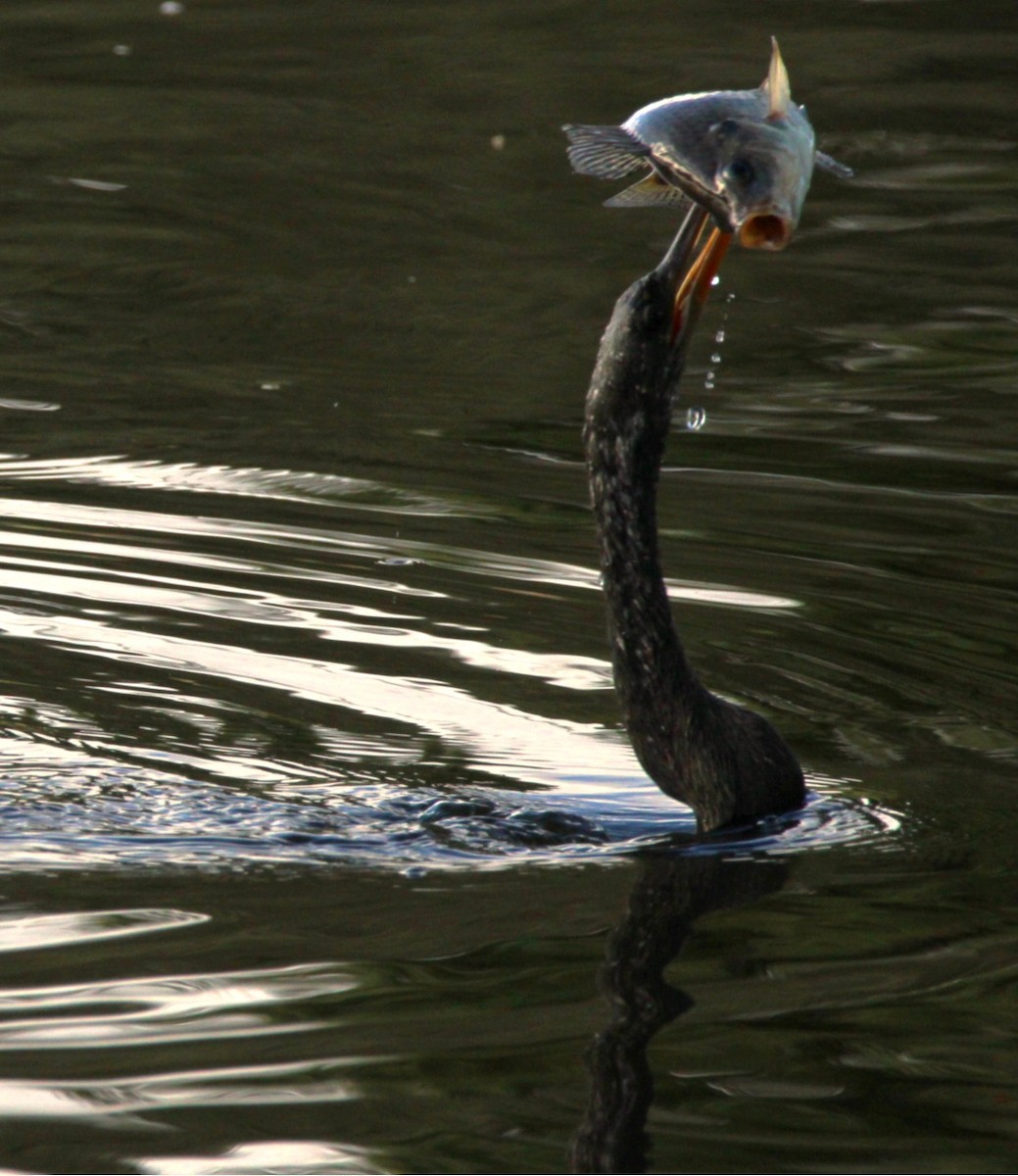 Anhinga - ML642691803