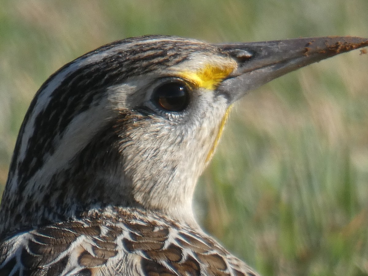 Eastern Meadowlark - ML642691804