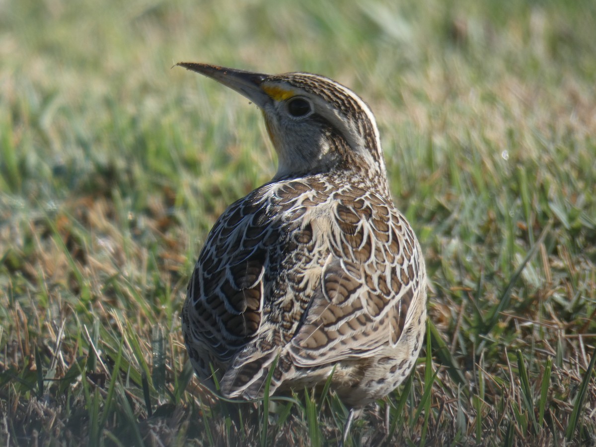 Eastern Meadowlark - ML642691808