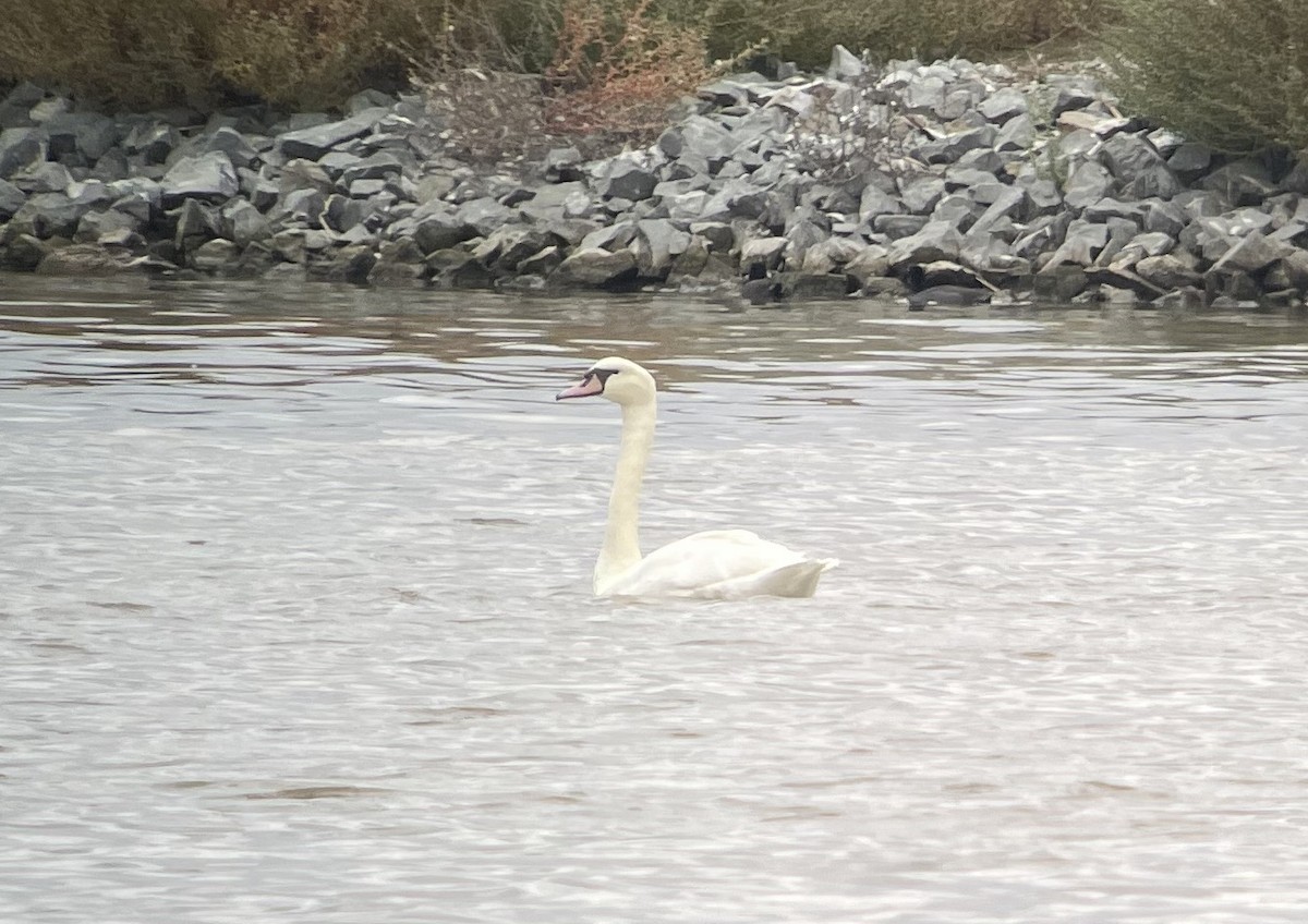 Mute Swan - ML642691810