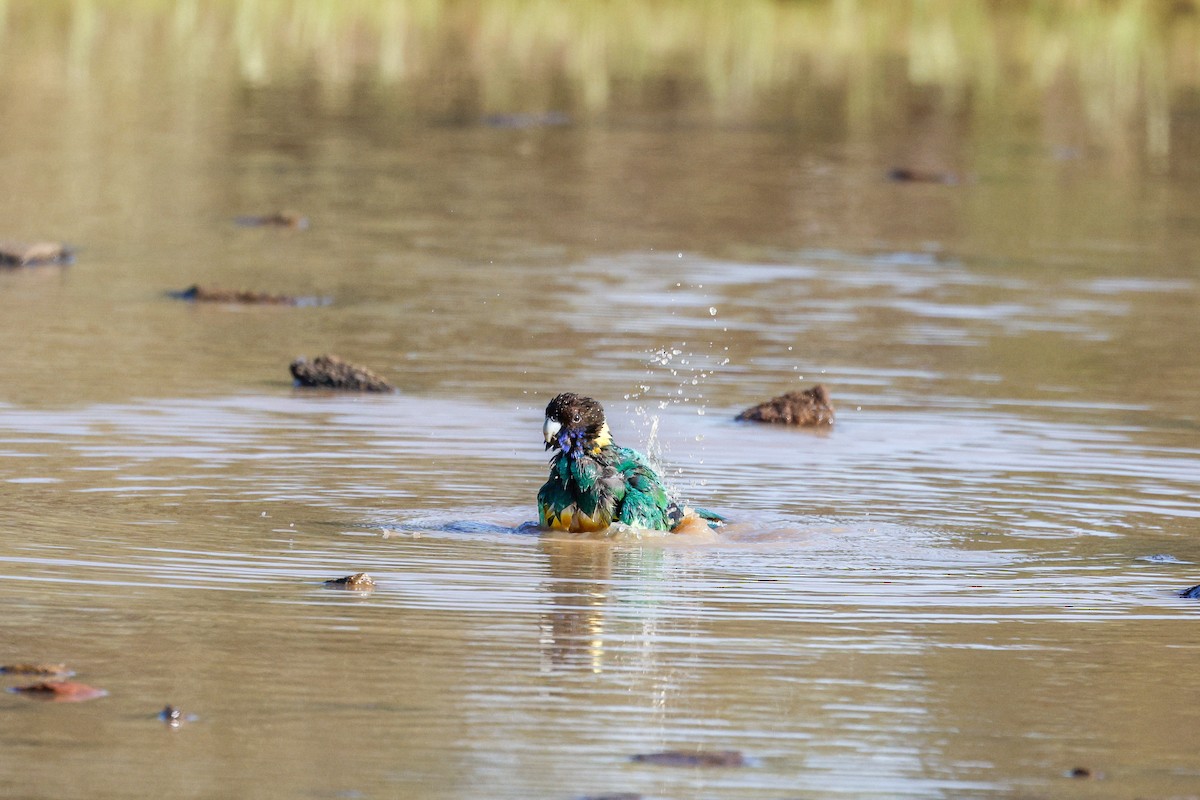 Australian Ringneck - ML642691812