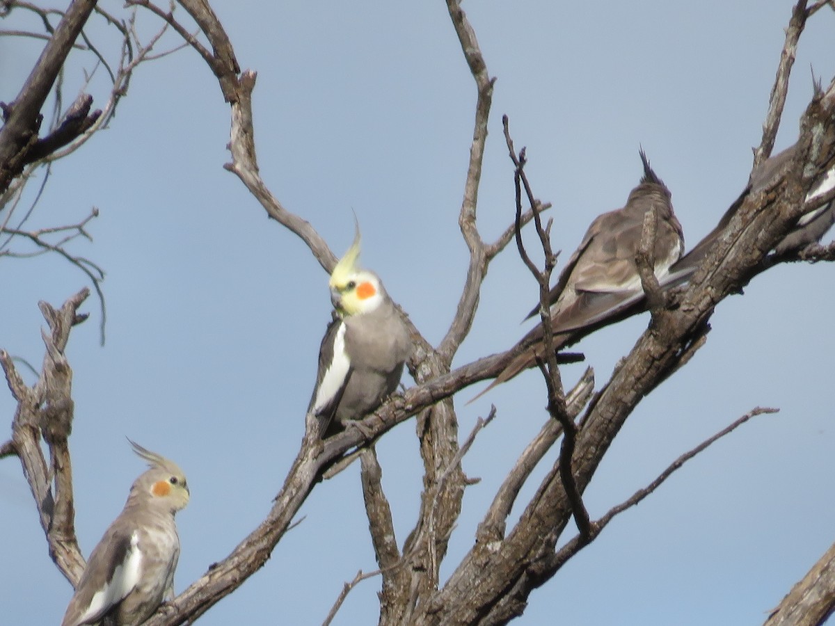 Cockatiel - ML642691814