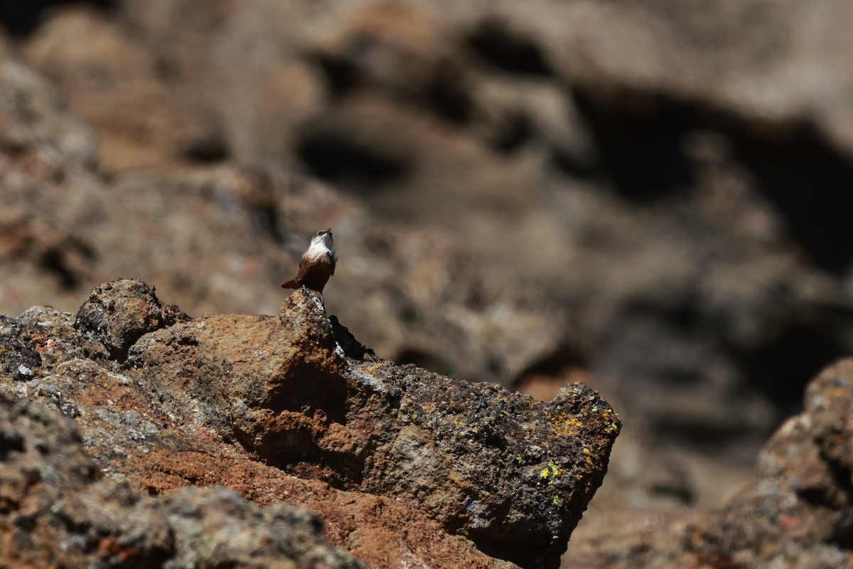 Canyon Wren - ML642691817