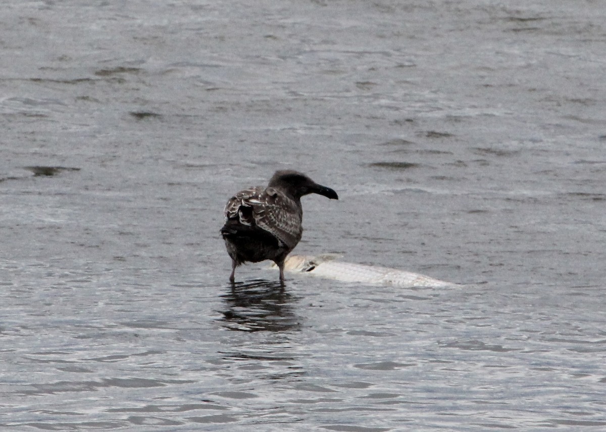 Goéland d'Audubon - ML642691820