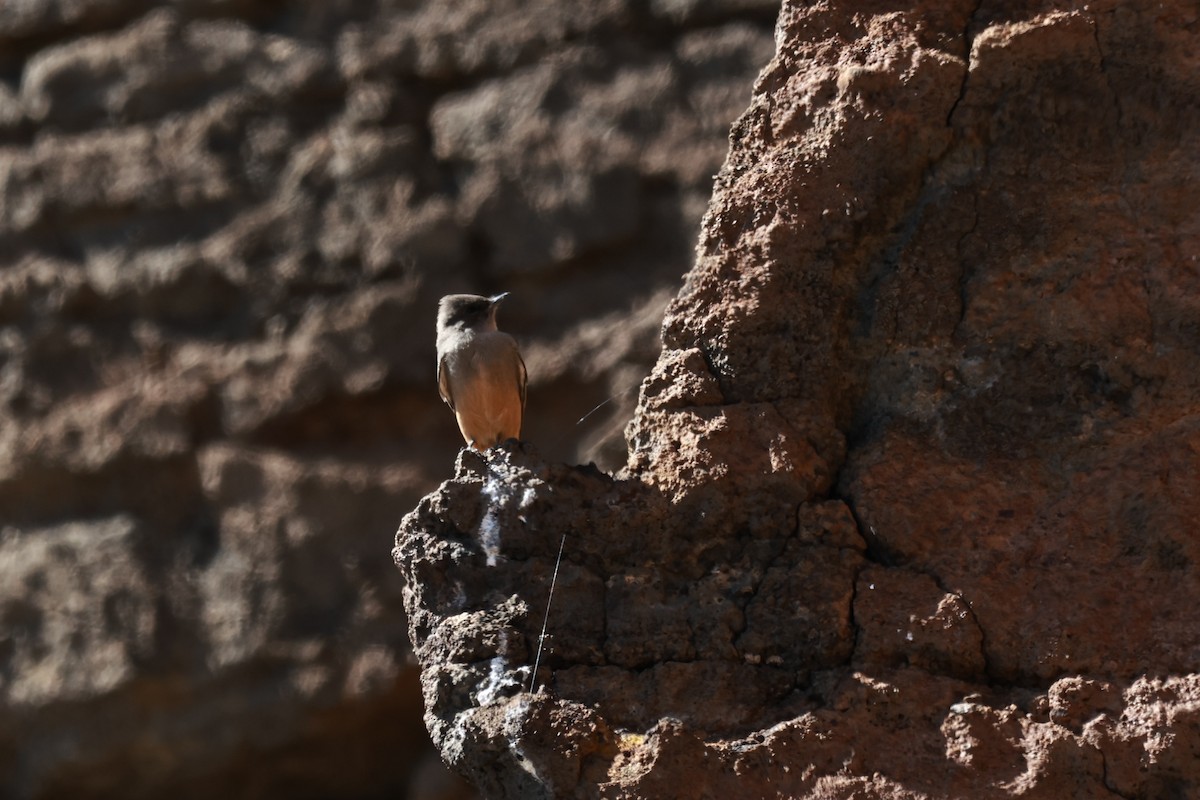 Say's Phoebe - ML642691822