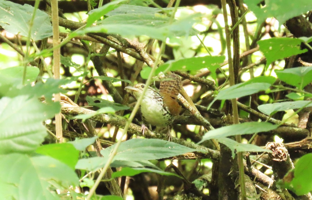 Banded Wren - ML642691826
