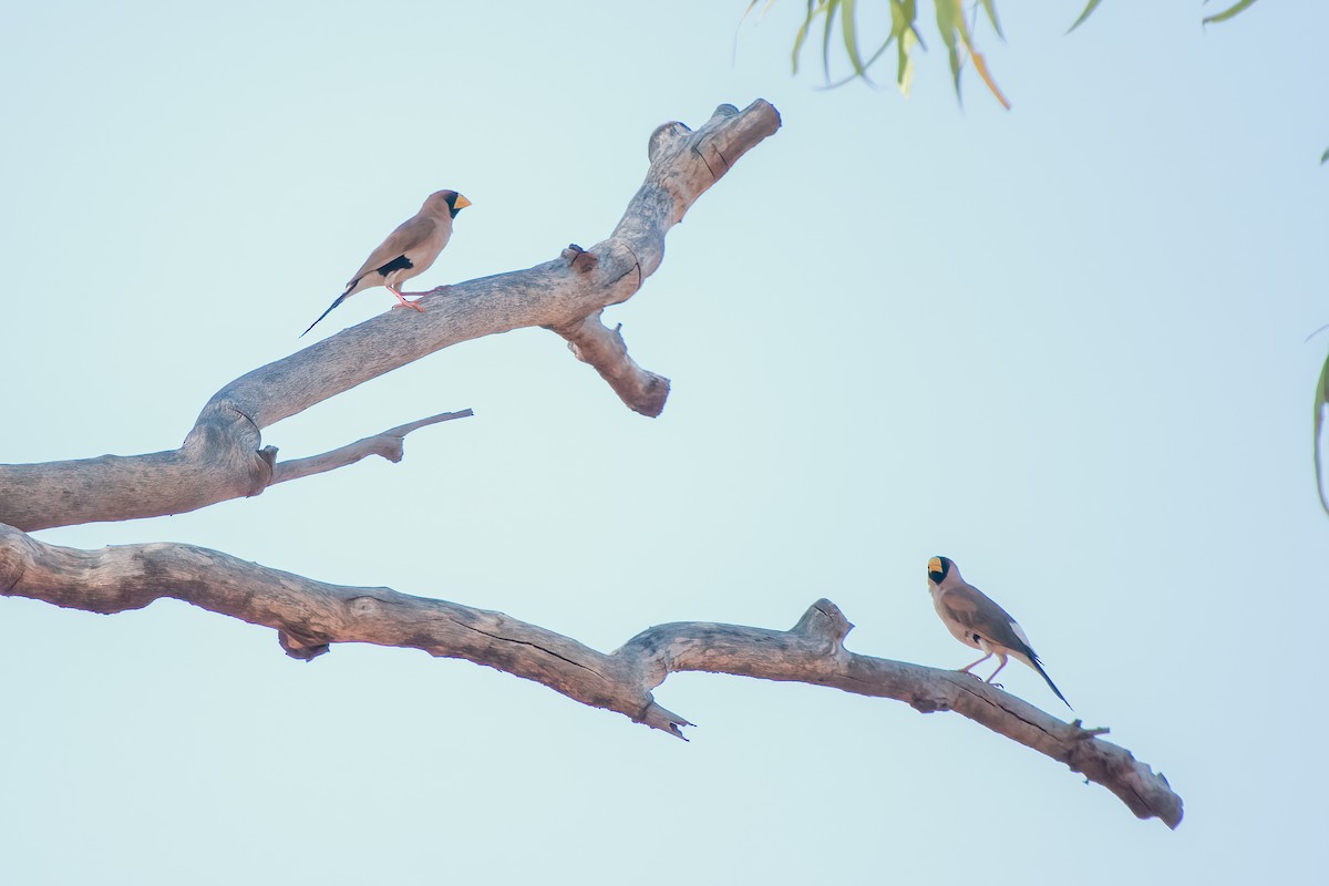 Masked Finch - ML642691828