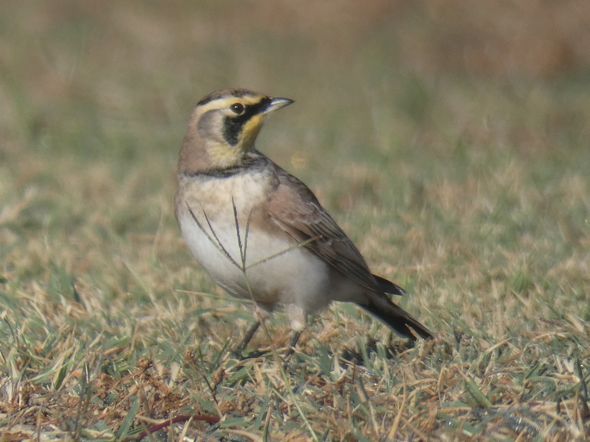 Horned Lark - ML642691829