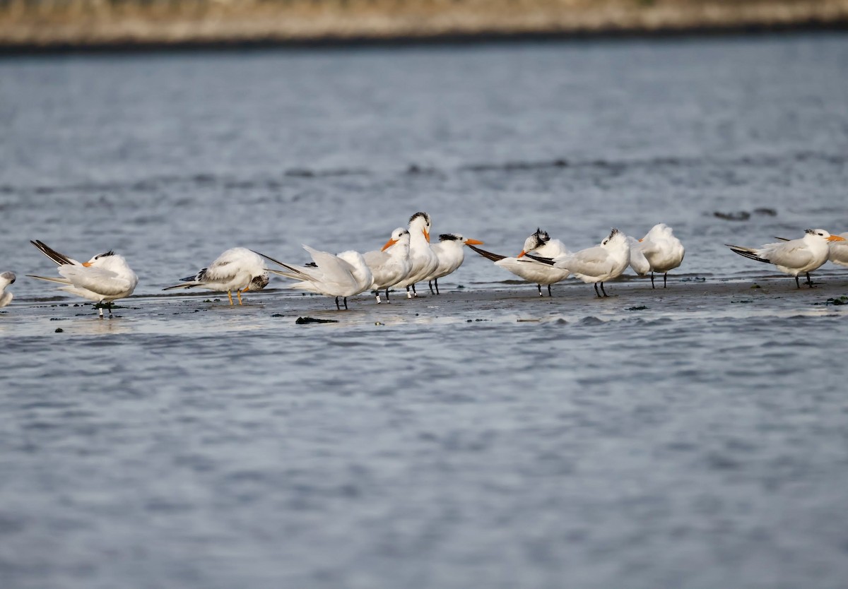Royal Tern - ML642691836