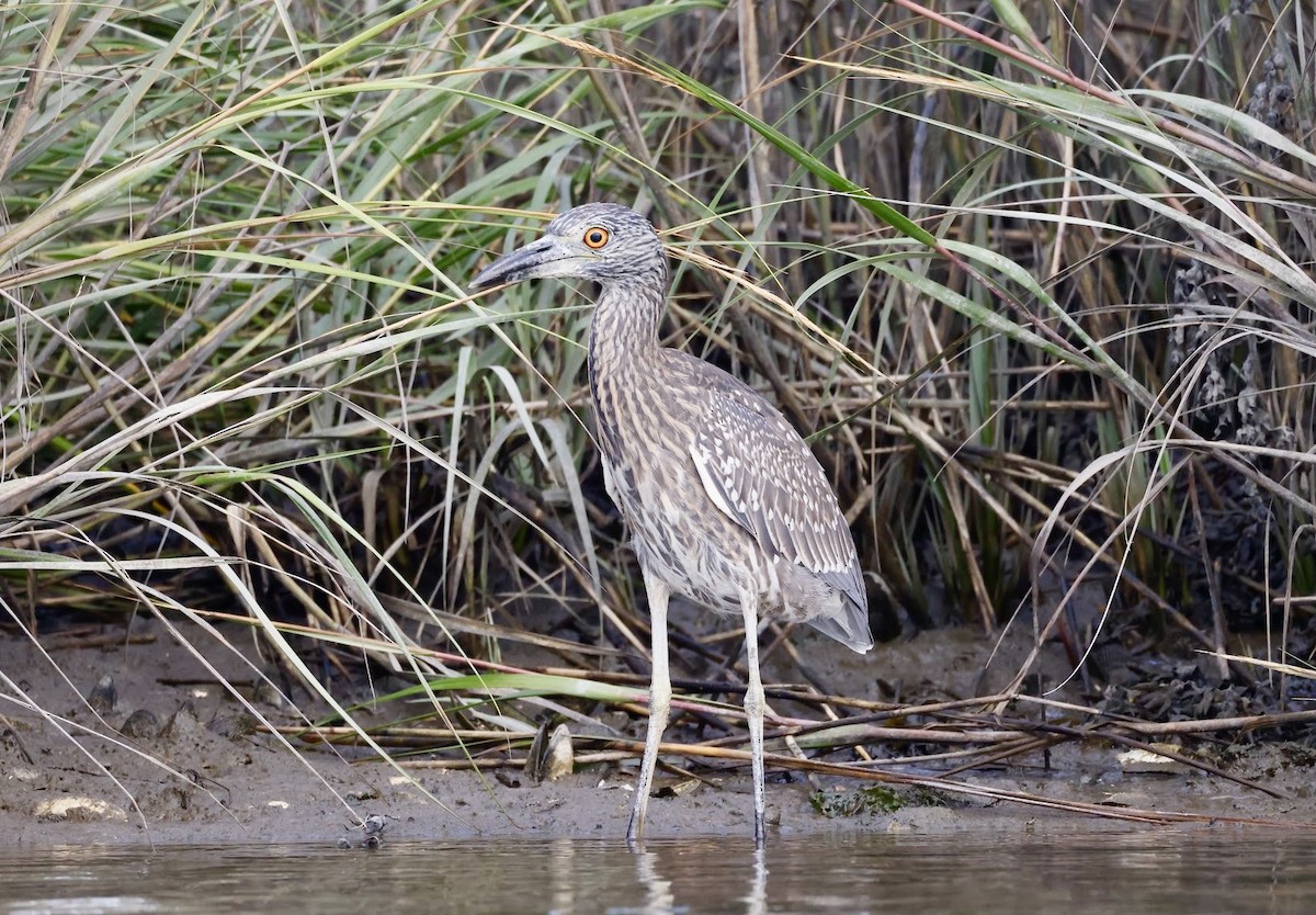 Yellow-crowned Night Heron - ML642691838