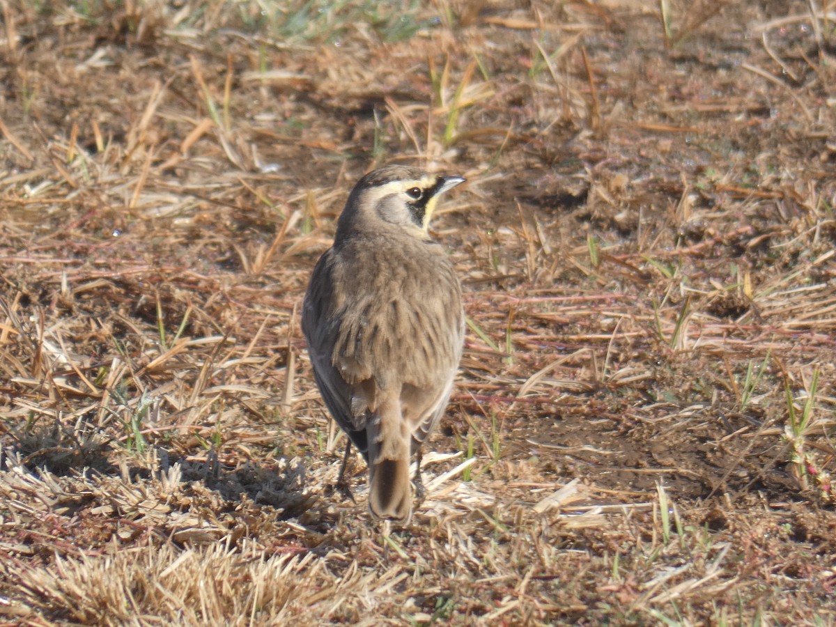 Horned Lark - ML642691839