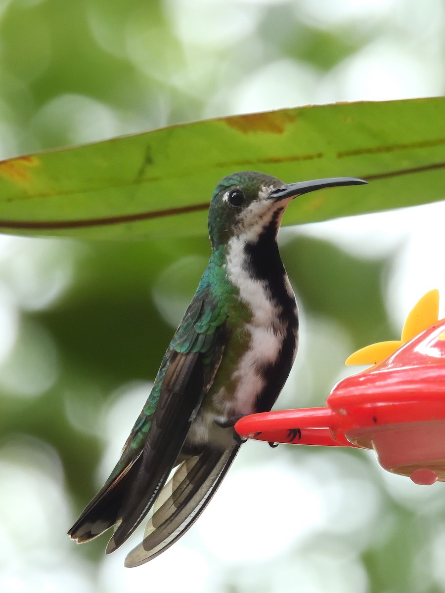 Black-throated Mango (Ecuadorian) - ML642691840