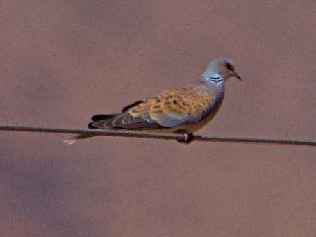 European Turtle-Dove - ML642691842