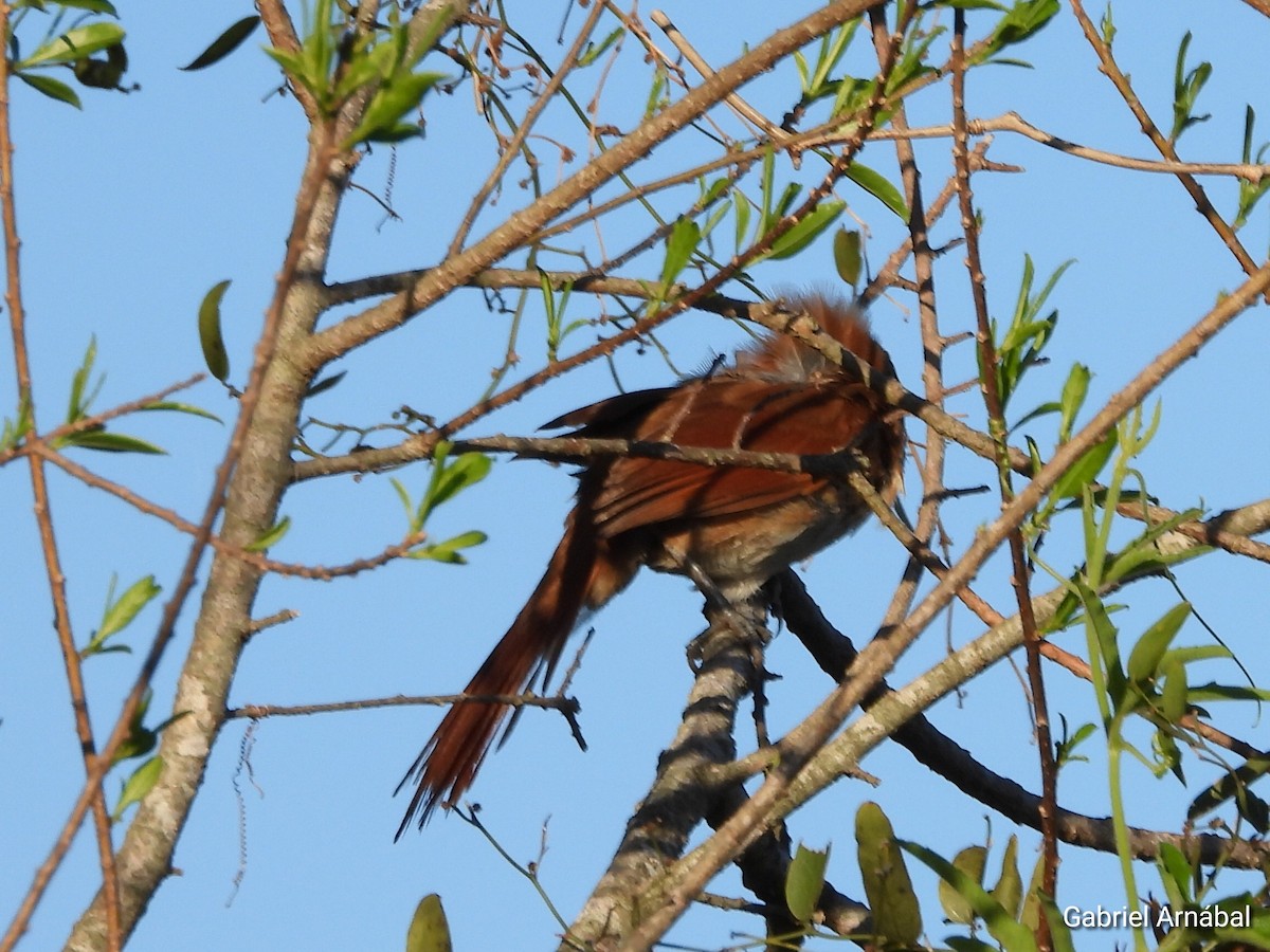 Greater Thornbird - ML642691843