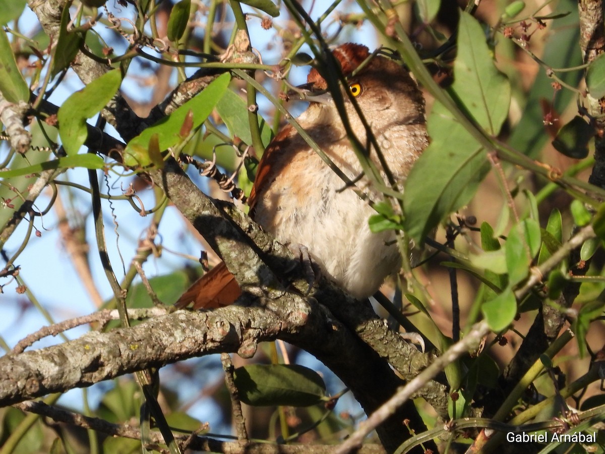 Greater Thornbird - ML642691844