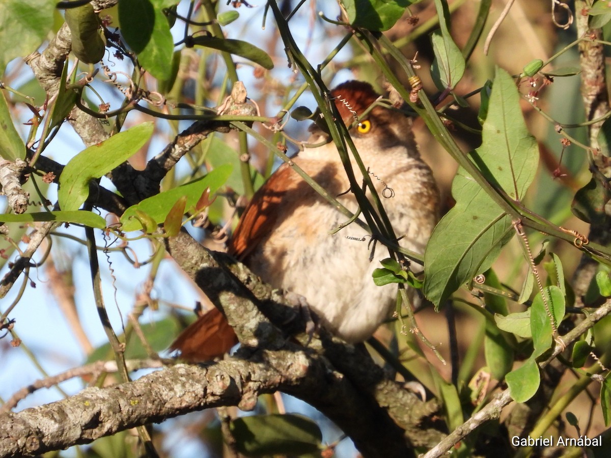 Greater Thornbird - ML642691845