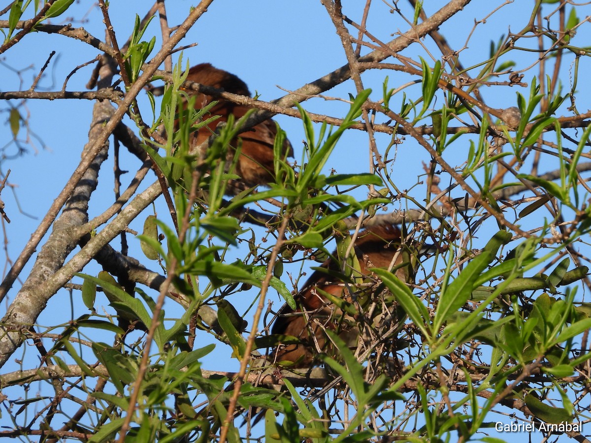 Greater Thornbird - ML642691846