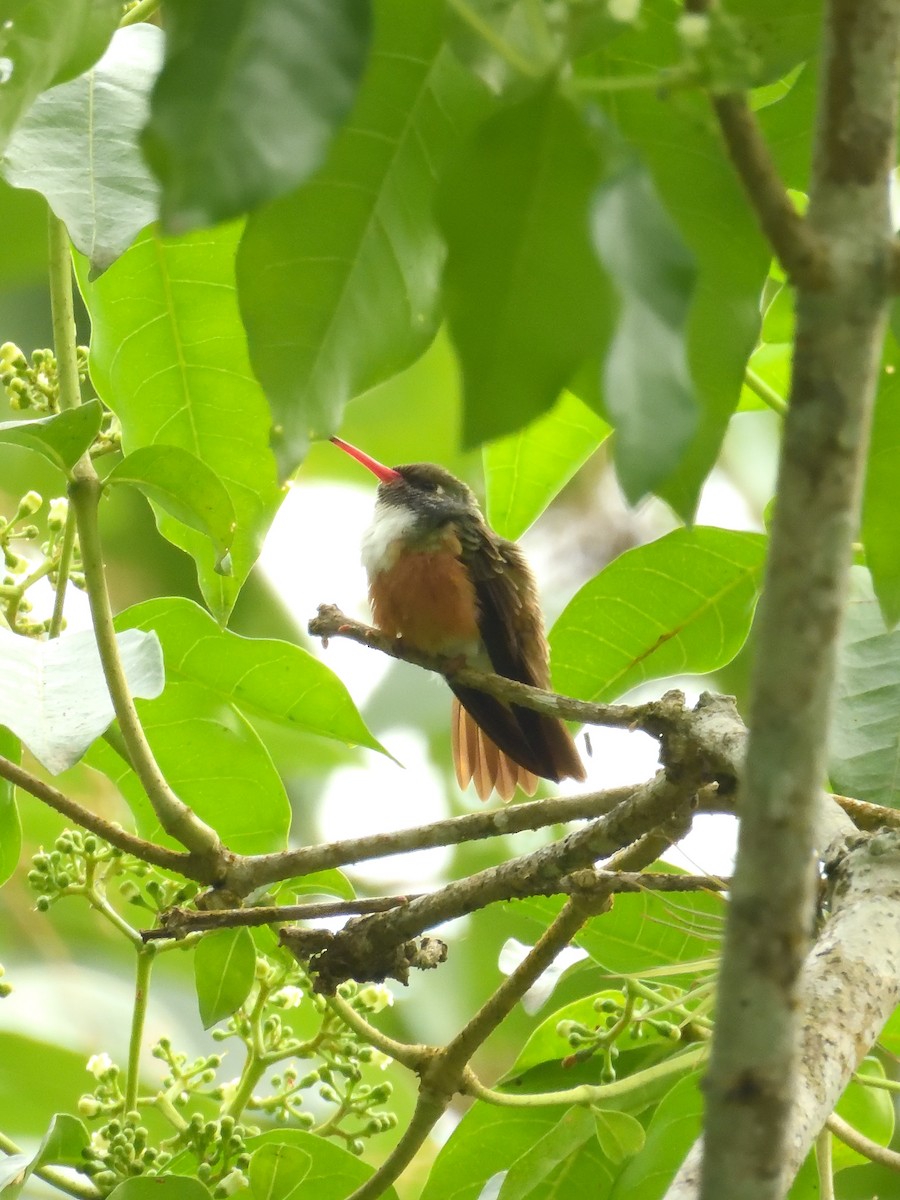 Amazilia Hummingbird - ML642691847