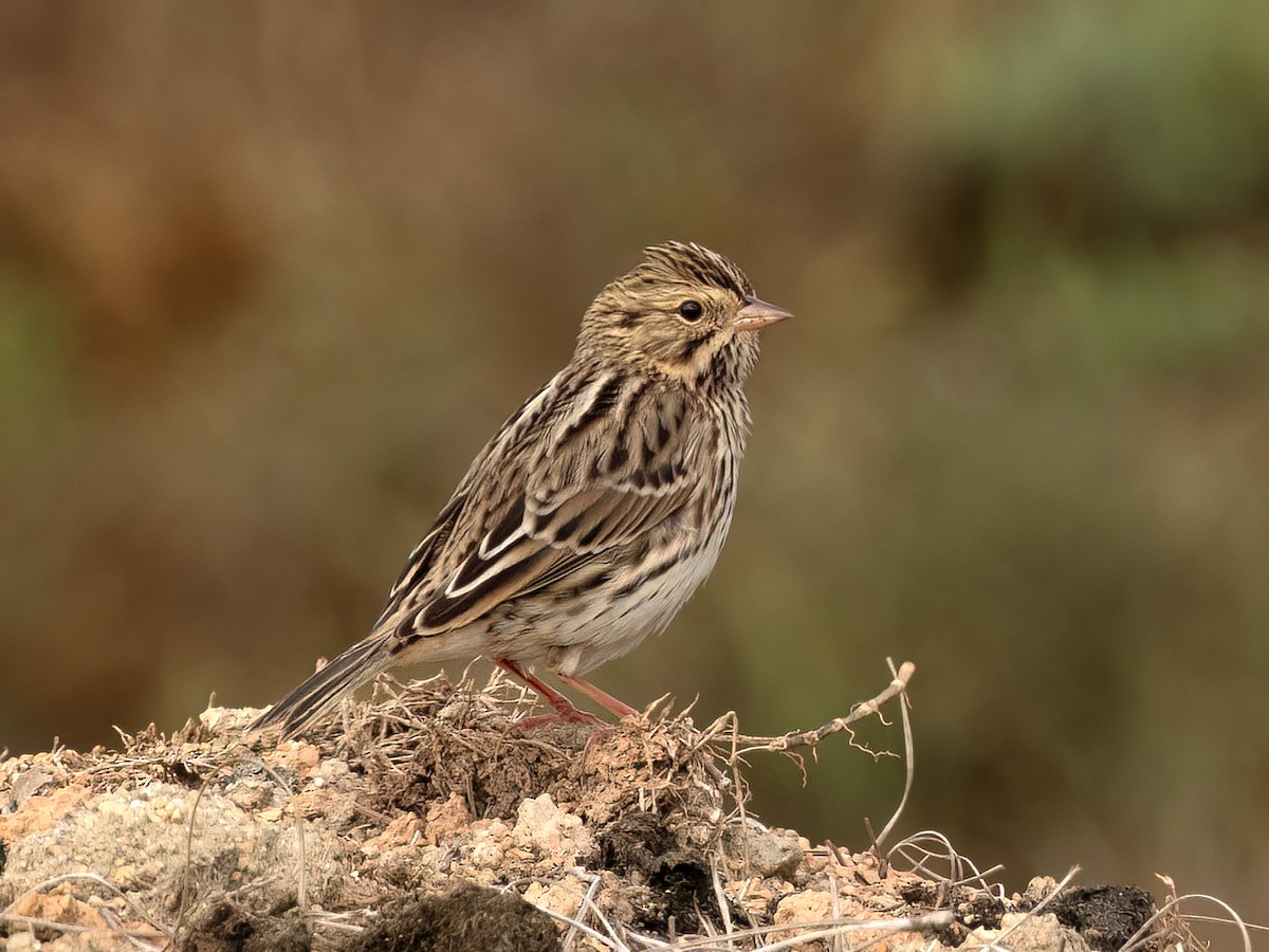Savannah Sparrow (Savannah) - ML642691848