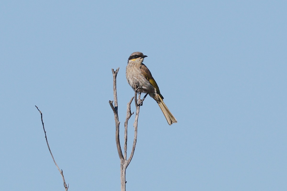 Singing Honeyeater - ML642691849