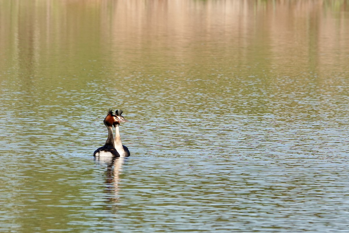 Great Crested Grebe - ML642691850