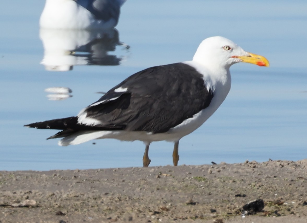 Lesser Black-backed Gull - ML642691852