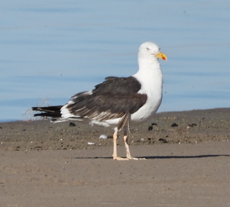 Lesser Black-backed Gull - ML642691853