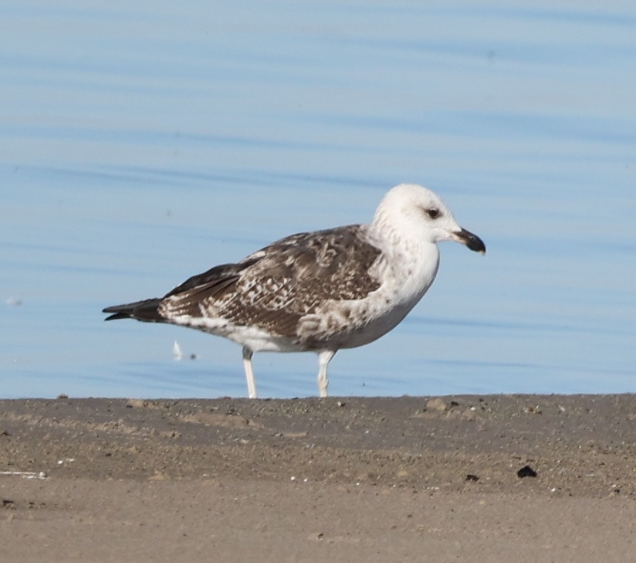 Lesser Black-backed Gull - ML642691854