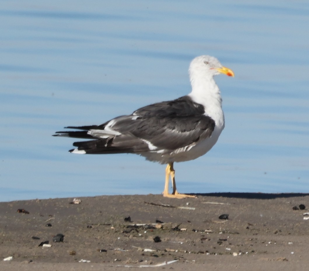 Lesser Black-backed Gull - ML642691855